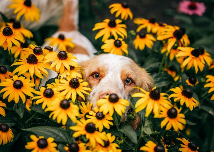 Dog Springtime Checklist in the garden