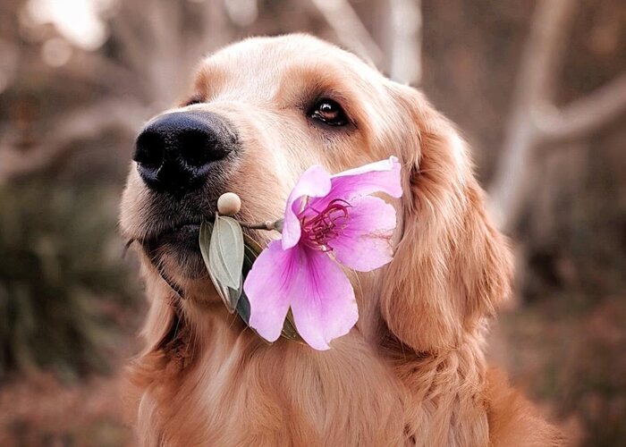 Dog Springtime Checklist while biting flowers