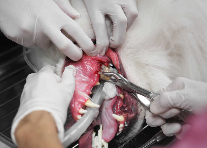 Dog tooth extraction surgery