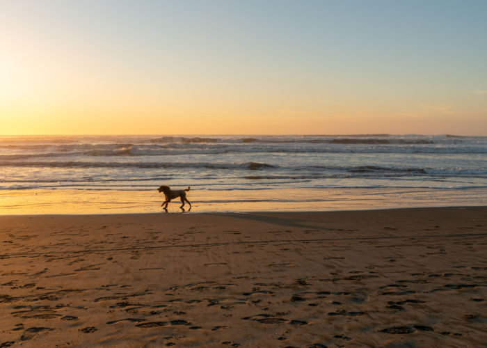 Fort Funston dog friendly beach in america