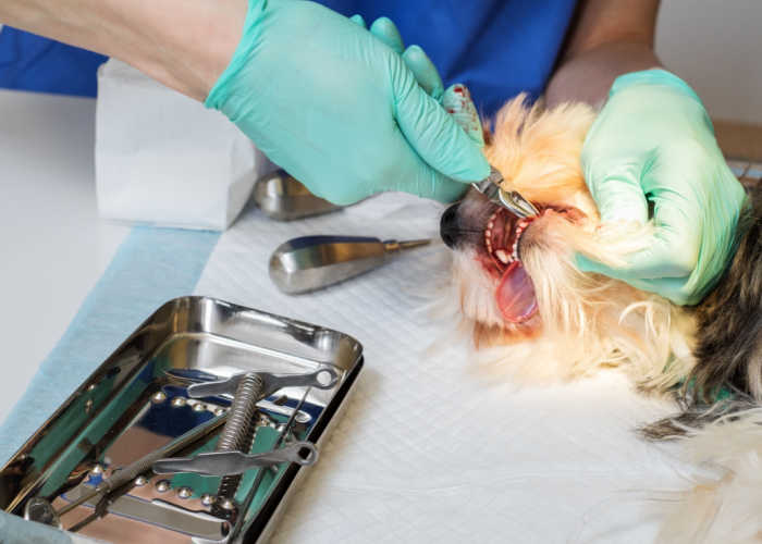 How much does dog tooth extraction cost