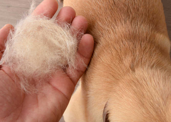 How to Manage Spring Shedding in Dogs