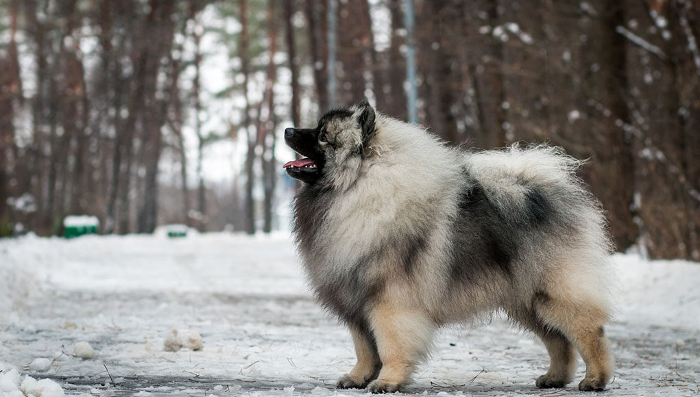 Keeshond Dog Breed Profile Featured Image