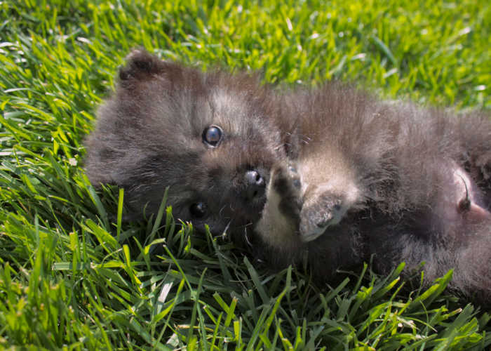 Keeshond Puppy