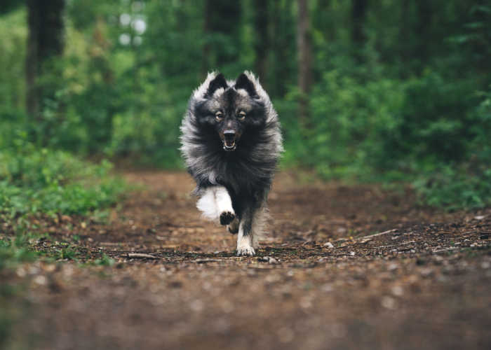 Keeshond running