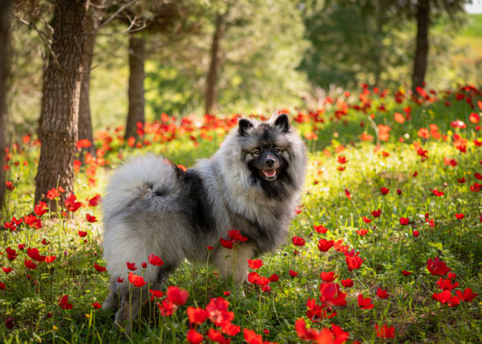 Male Keeshond in a field