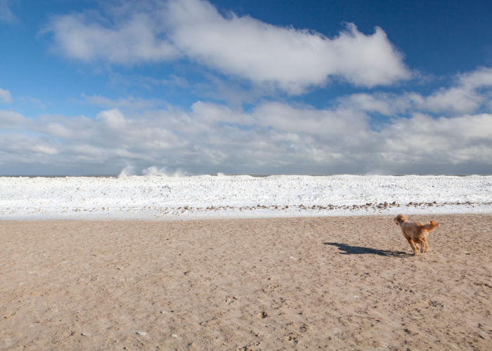 Montrose Dog friendly Beach in Chicago