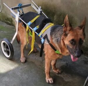 Newlife Mobility Adjustable Dog Pet Wheelchair