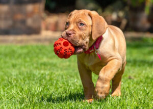 Puppy Doge de Bordeaux