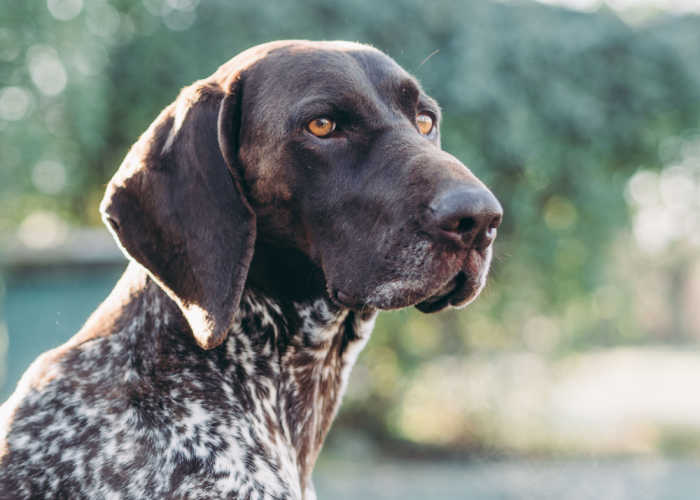 German Shorthaired Pointer