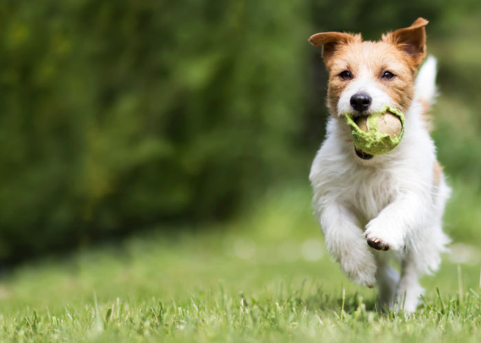 Spring Activities For Dogs Playing Catch