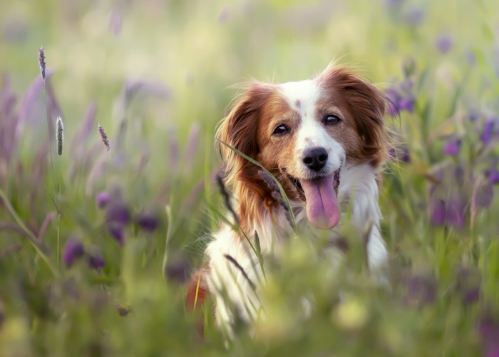 Spring Allergy in Dogs outside