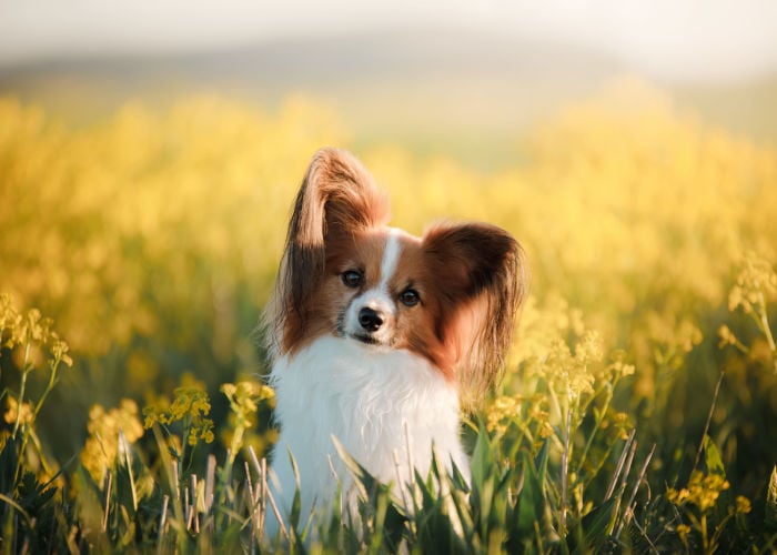 Spring Dog Names for Girl Dogs