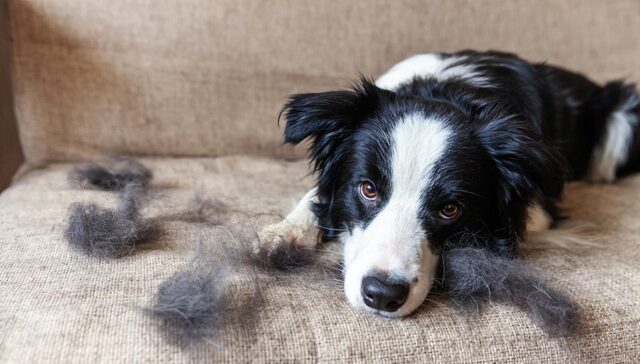 Spring Shedding Dogs Featured Image