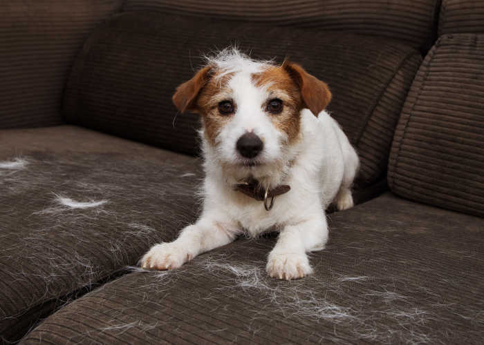 Spring shedding dog in Sofa