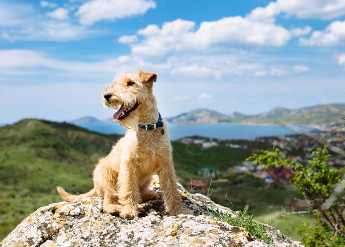 Springtime activity for dogs hiking