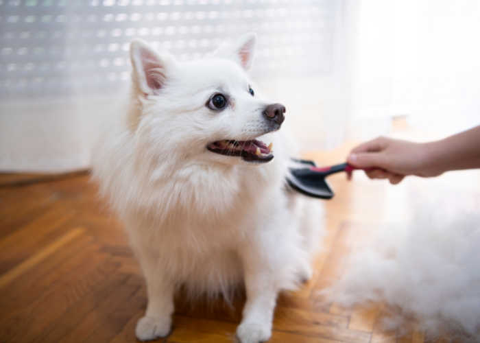 Springtime shedding dogs