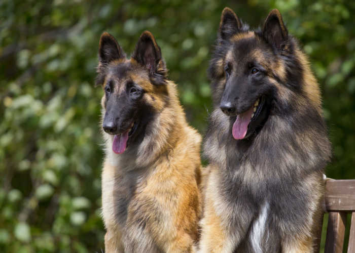 Two Belgian Tervuren