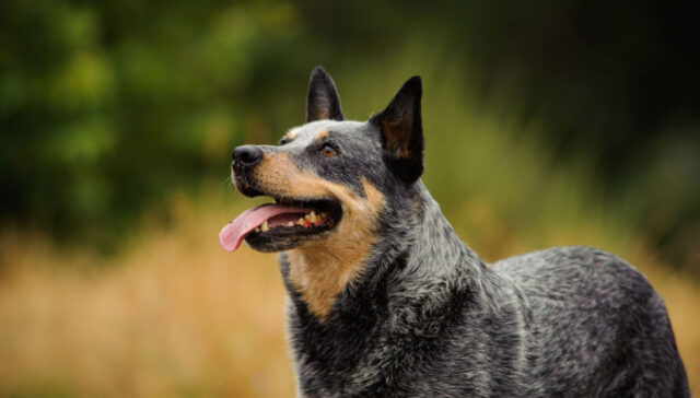 australian cattle dog