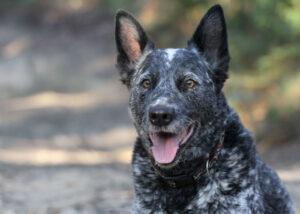 australian cattle dog bentley mark