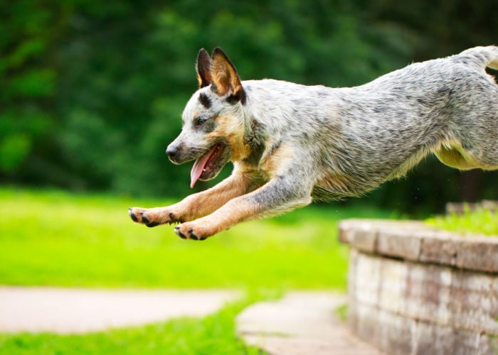 australian cattle dog personality