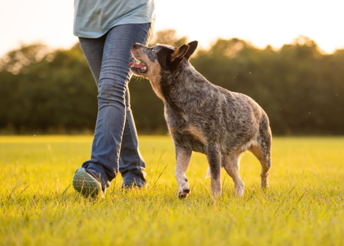 australian cattle dog protect owners