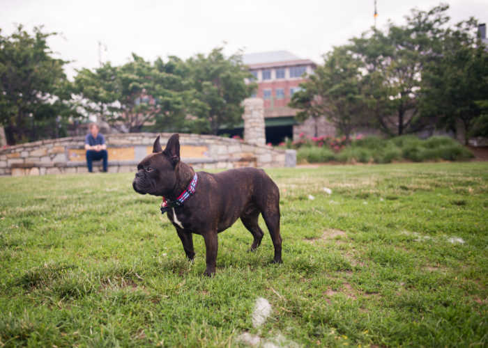 best dog parks in Massachusetts