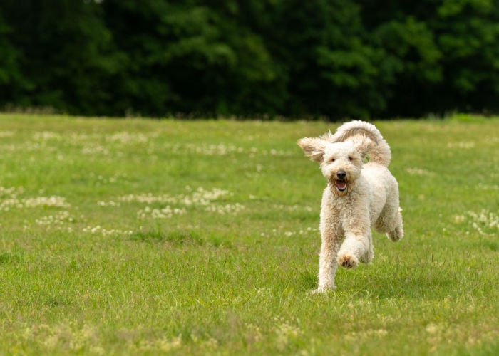 dog park benefits