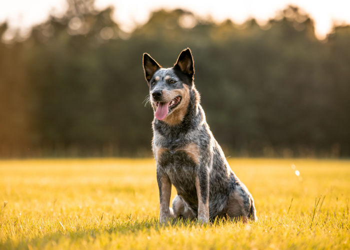 blue heeler dog