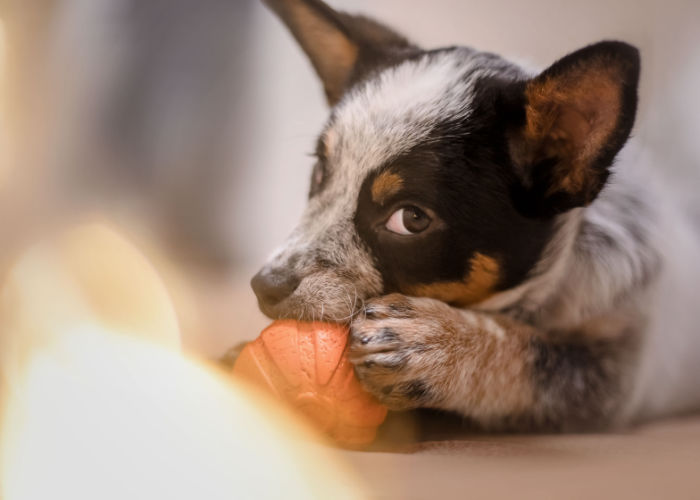 blue heeler puppies