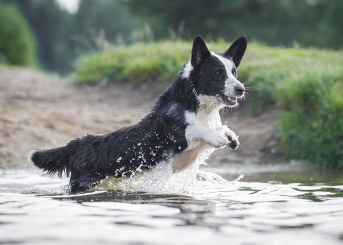 cardigan corgi outdoor