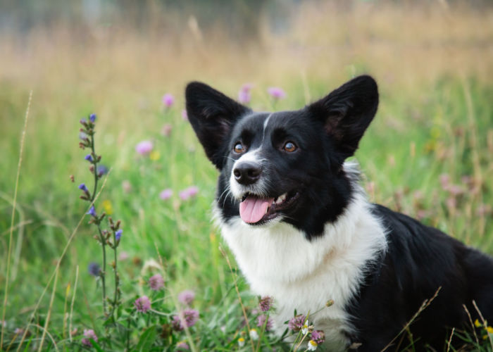 cardigan corgi