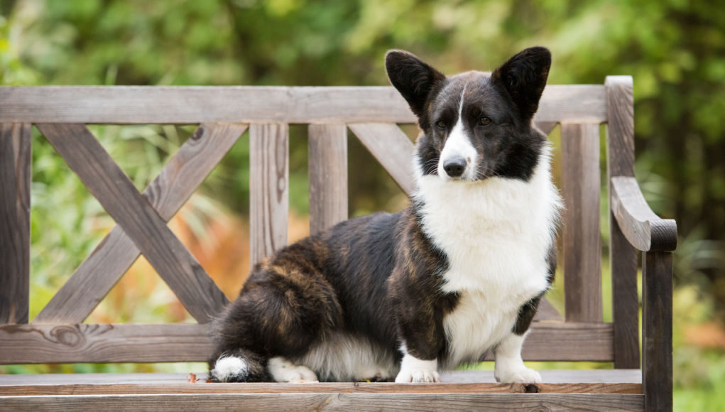 cardigan welsh corgi