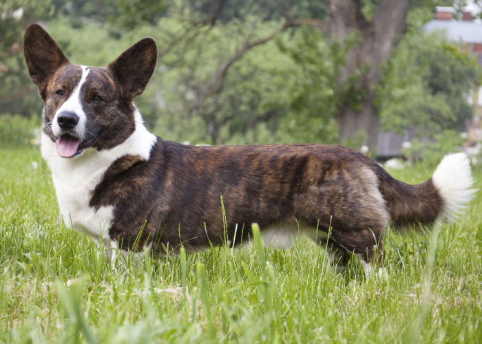 cardigan welsh corgi body