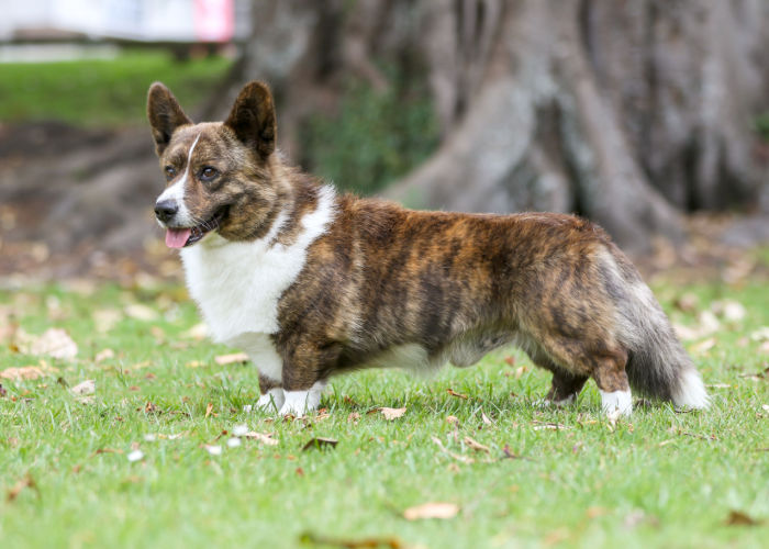 cardigan welsh corgi brown