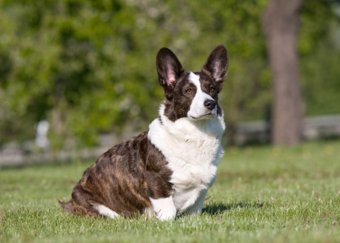 cardigan welsh corgi personality