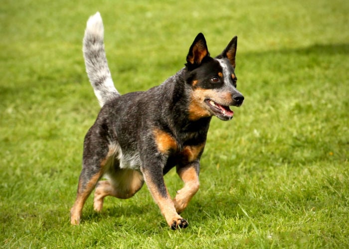 cattle dogs