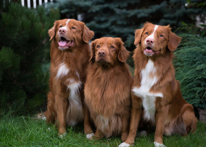 do dogbreeds affect personality