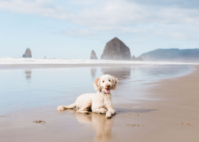 dog at Cannon Beach in Oregon