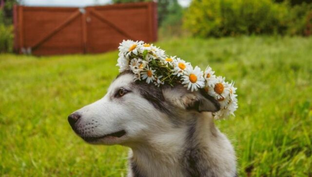 dog springtime checklist featured image