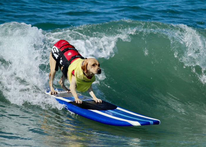 dog surfing at Huntington Beach california