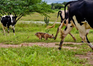 heeler dog herding behavior