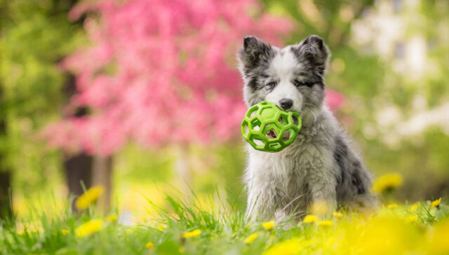 is spring the best time to get a puppy