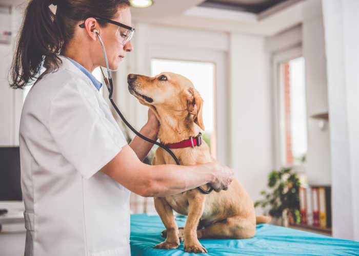 vet checking mosquito bites on dogs