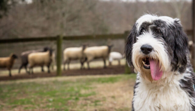 old english sheepdog