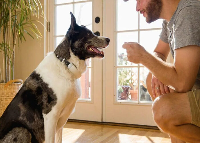 how owners influence their dog's personality