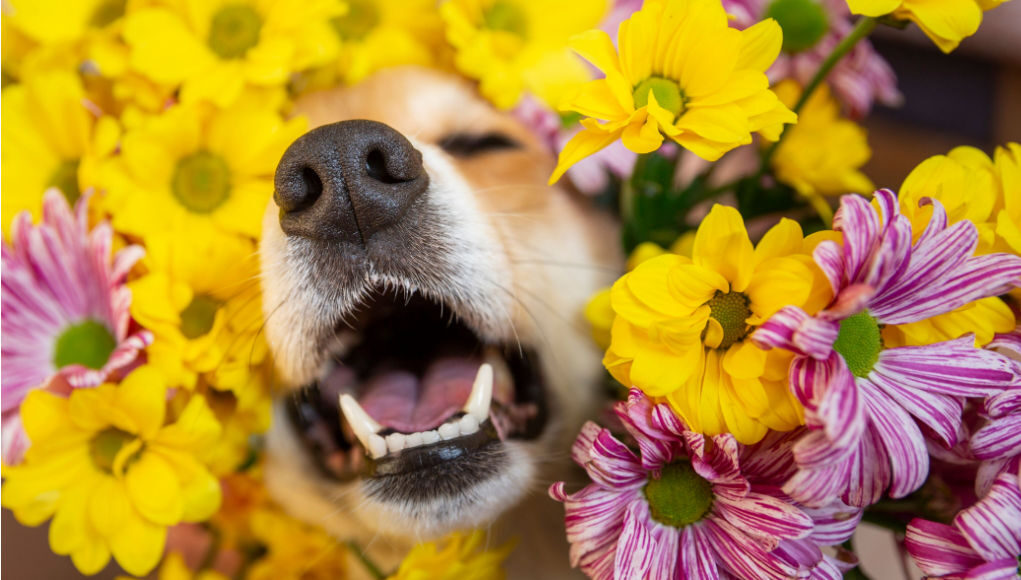 spring allergy in dogs