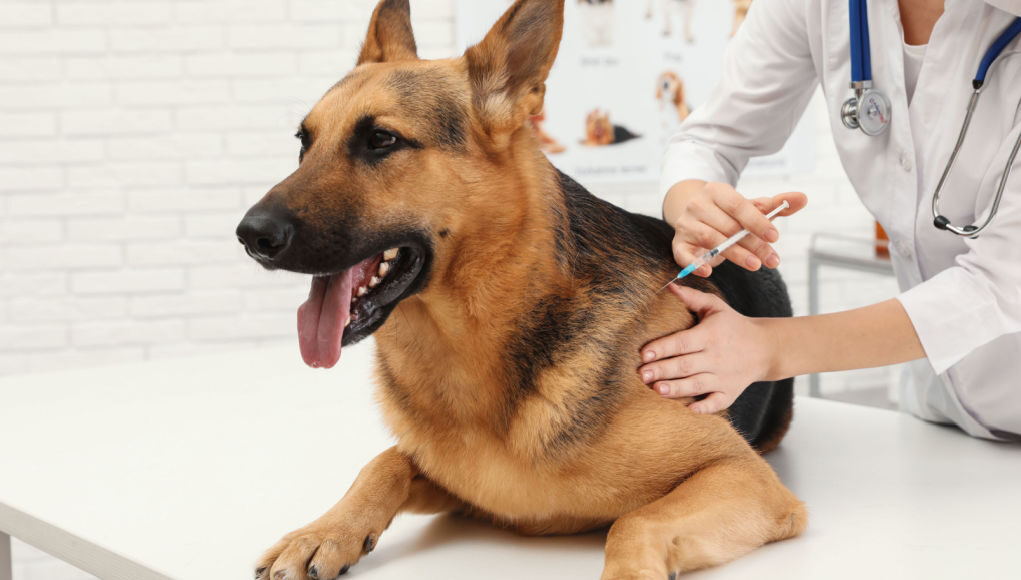 vaccinating your dog