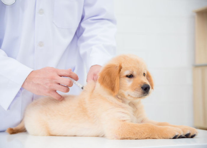 vaccination for dogs