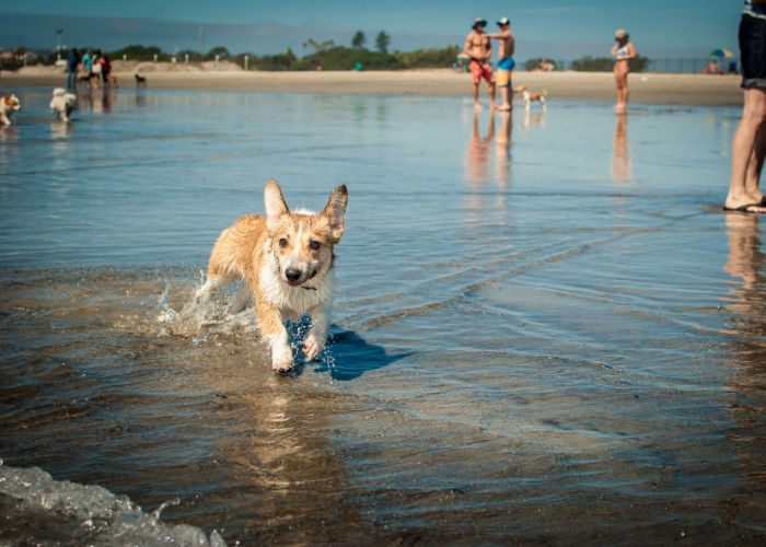 wet dog at Coronado Island dog beach